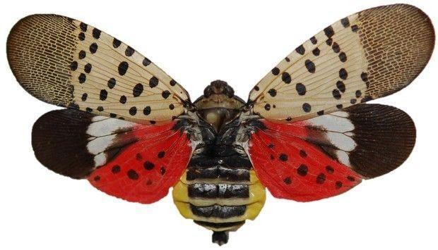 Spotted Lanternfly